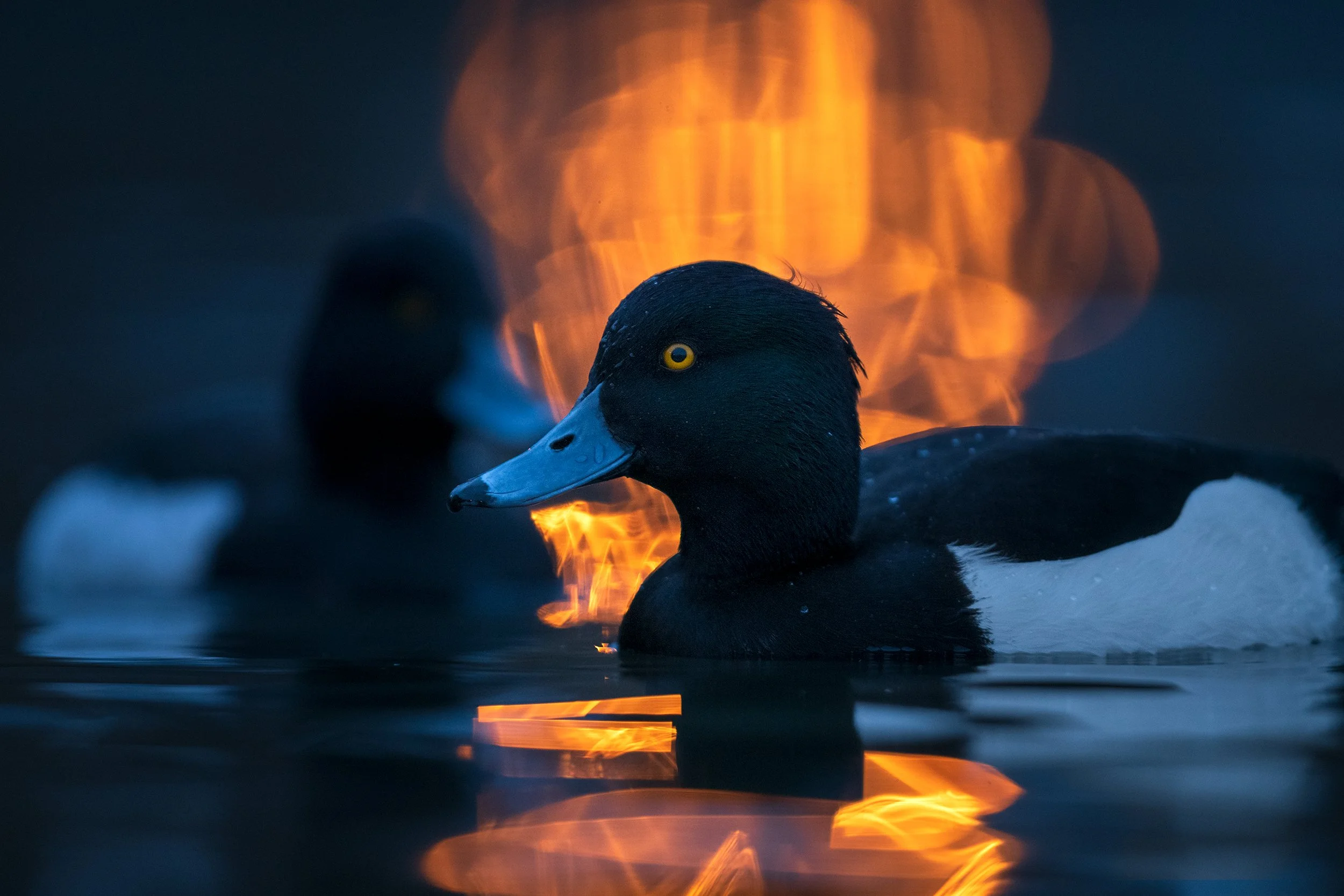 TuftedDuck.jpg