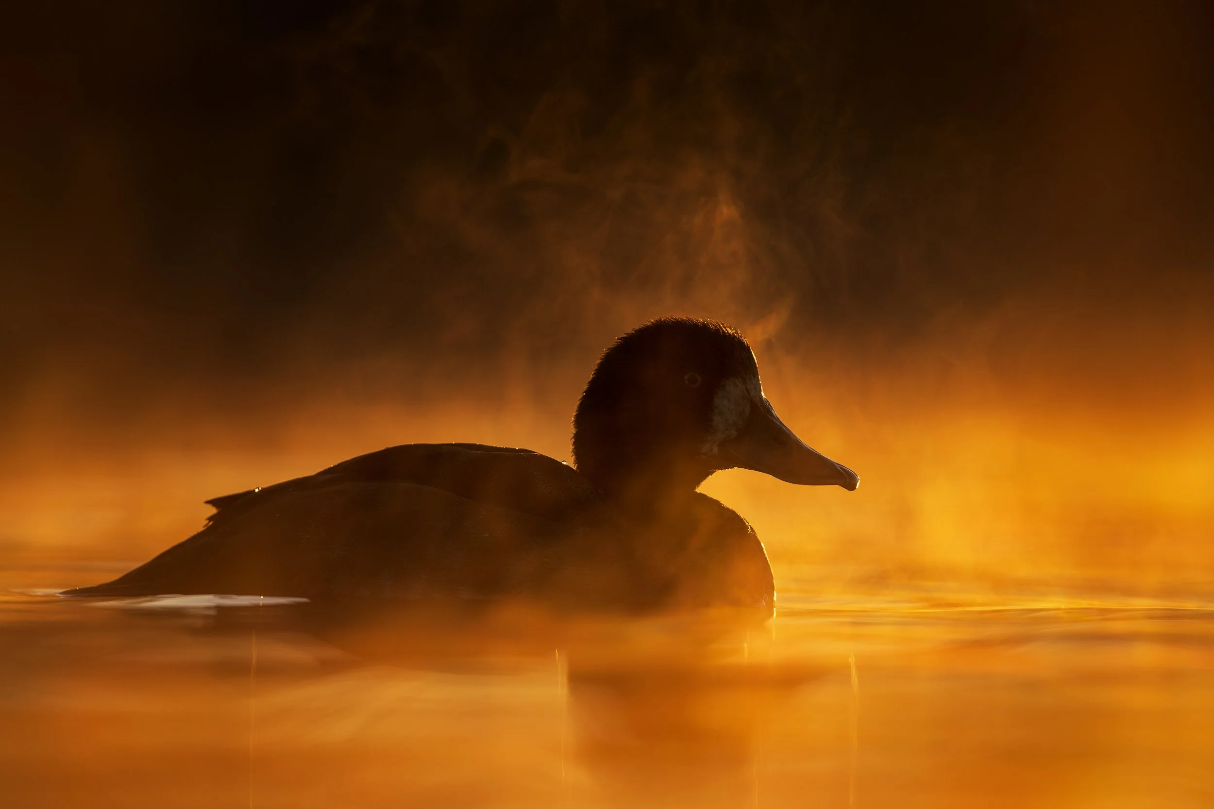 GreaterScaup.jpg
