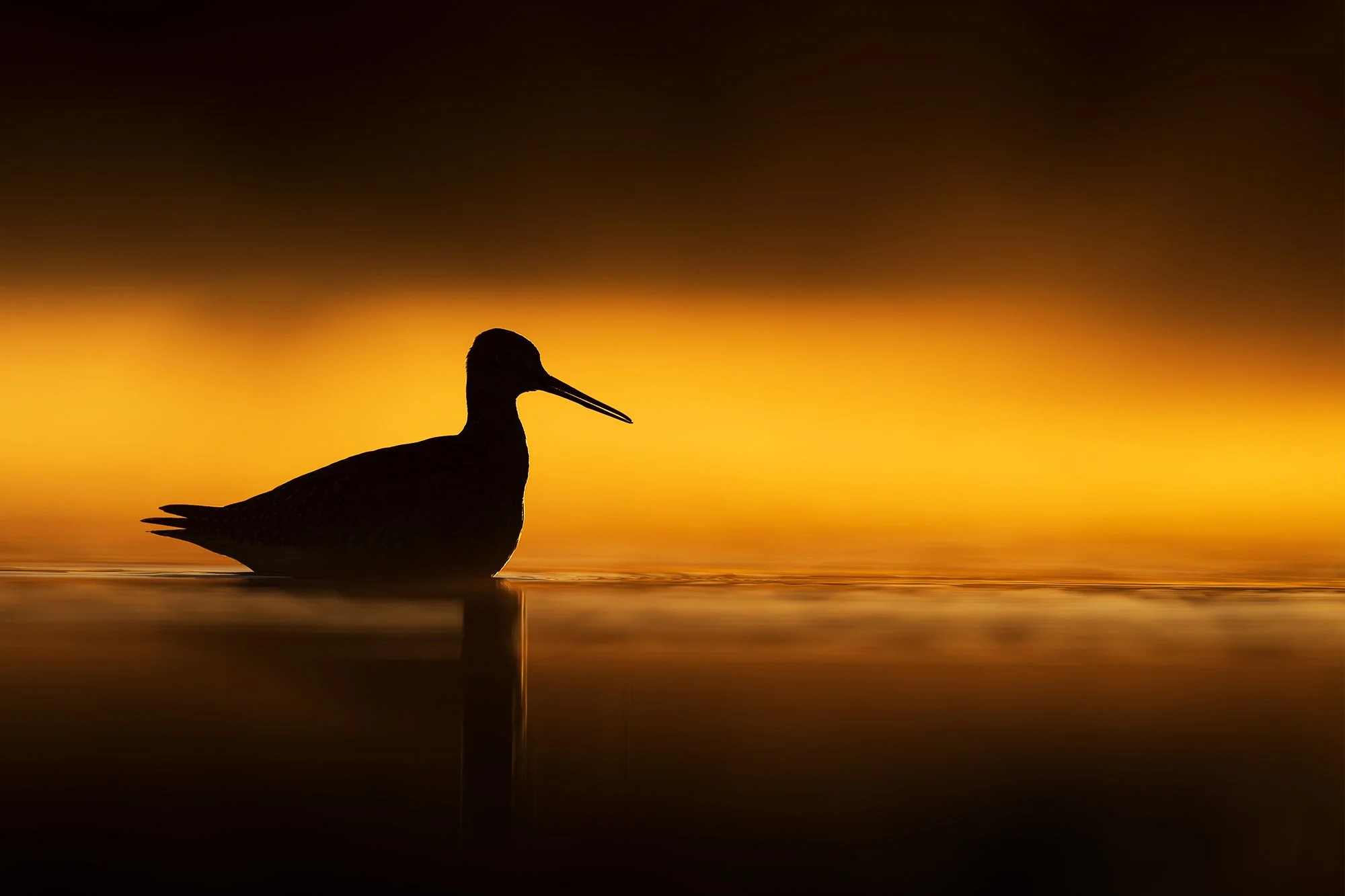 GreaterYellowLegs.jpg