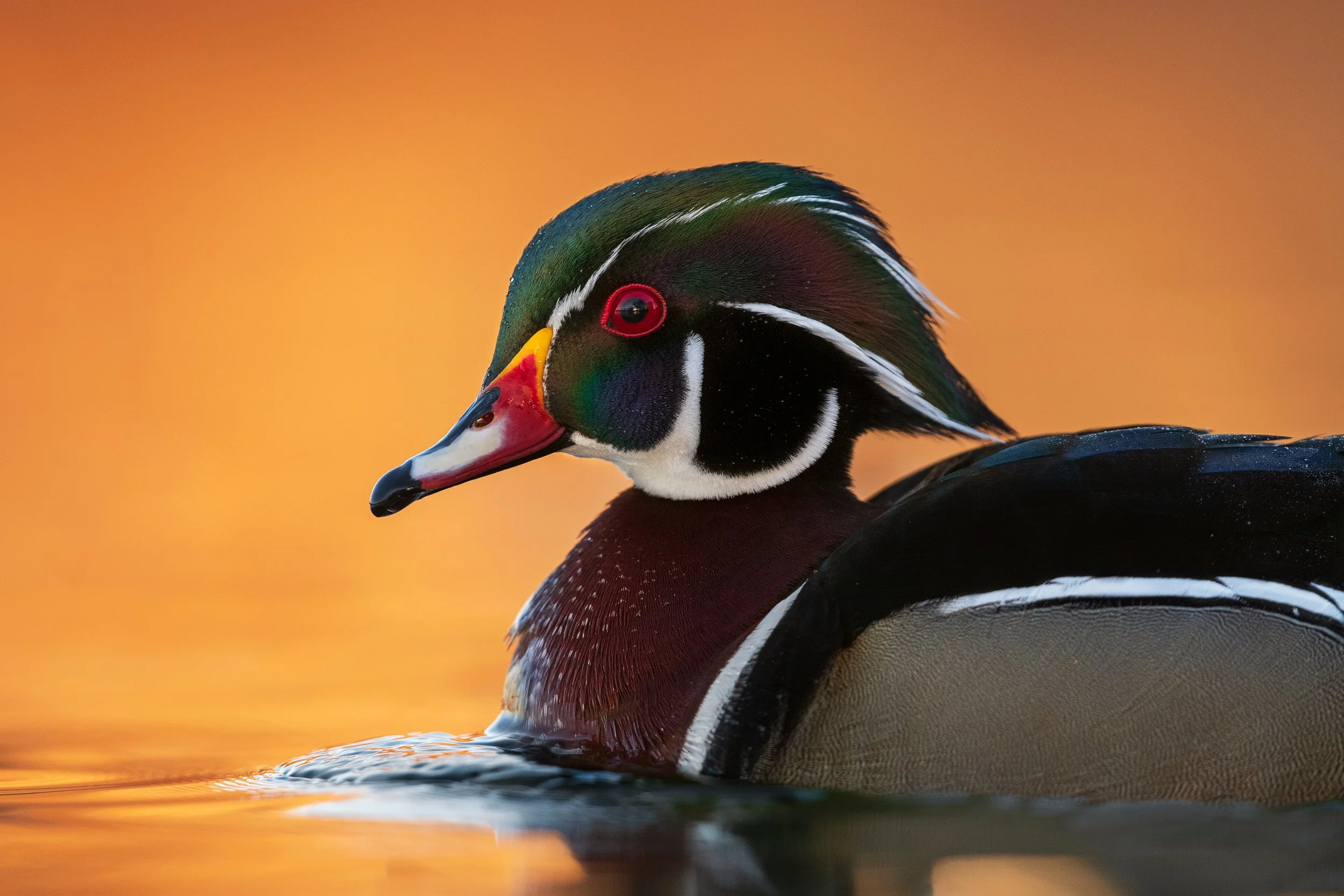 2022_WoodDuck_April_1_WS.jpg