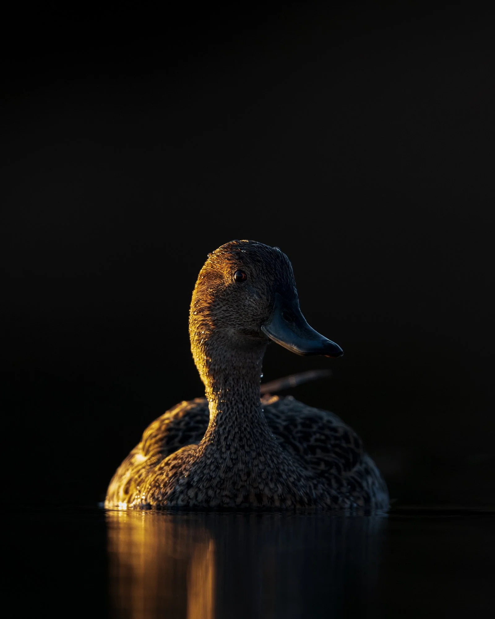NorthernPintailFemalePortrait.jpg