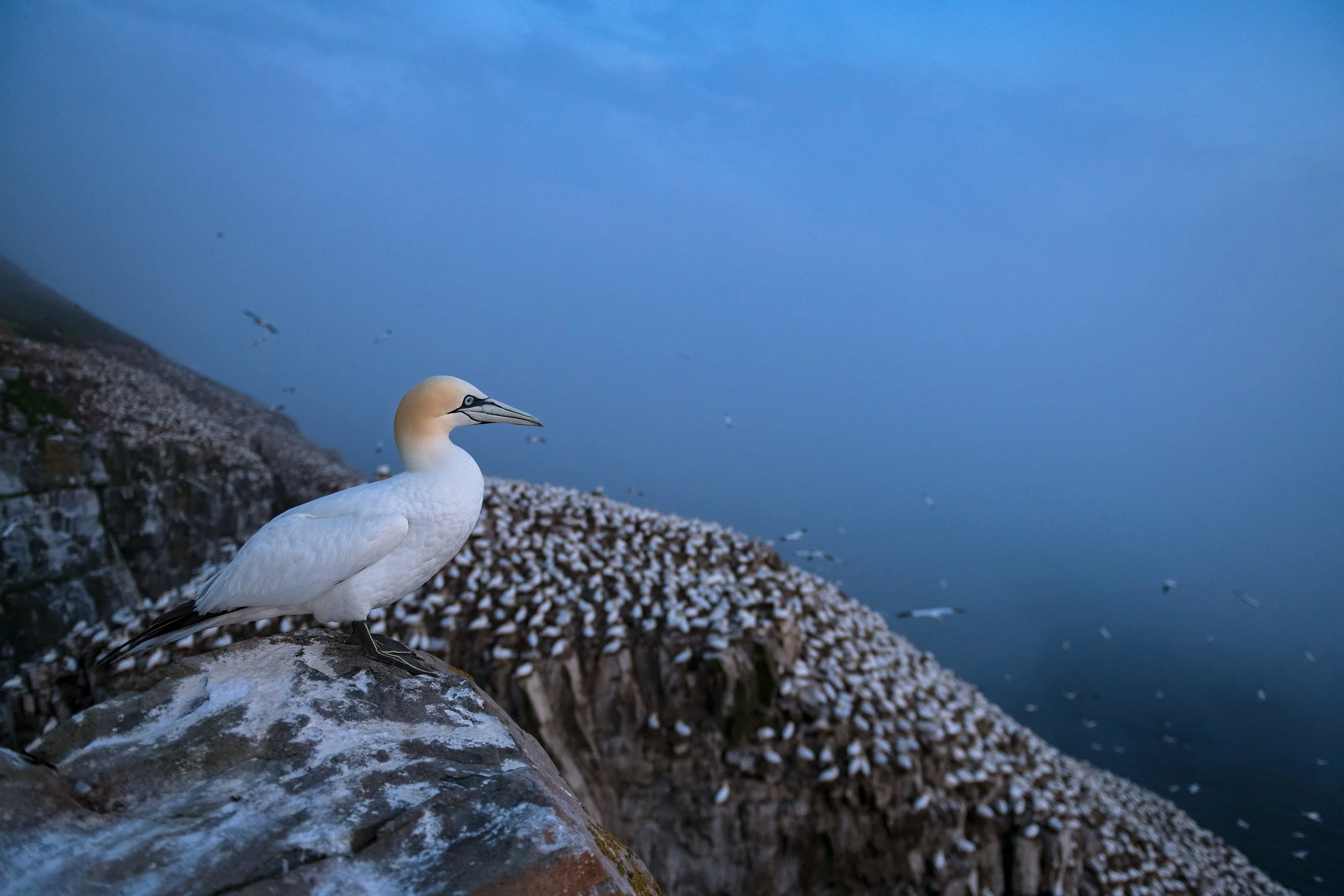 2022_NortherGannet_July_1_Print.jpg