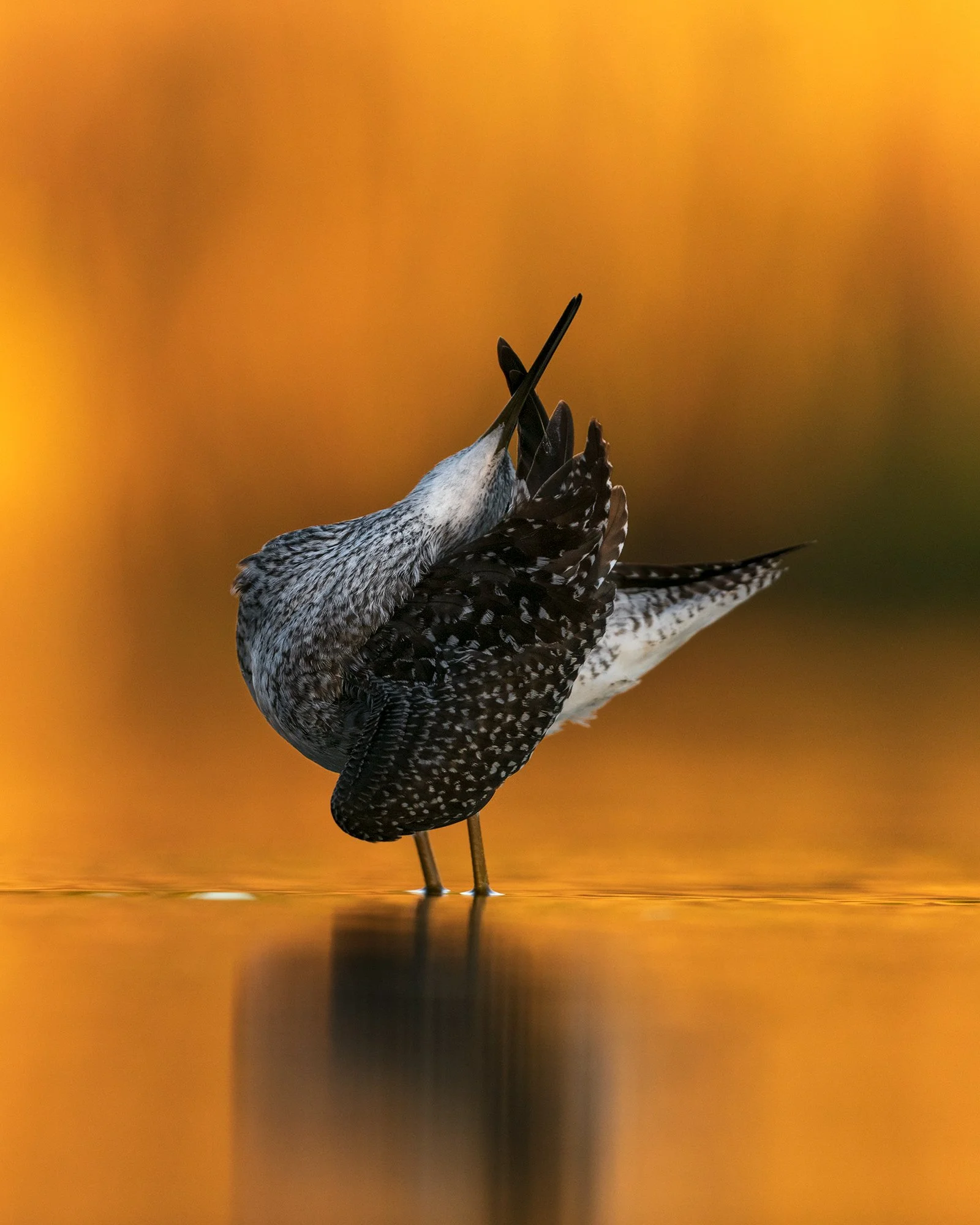 GreaterYellowLegs.jpg