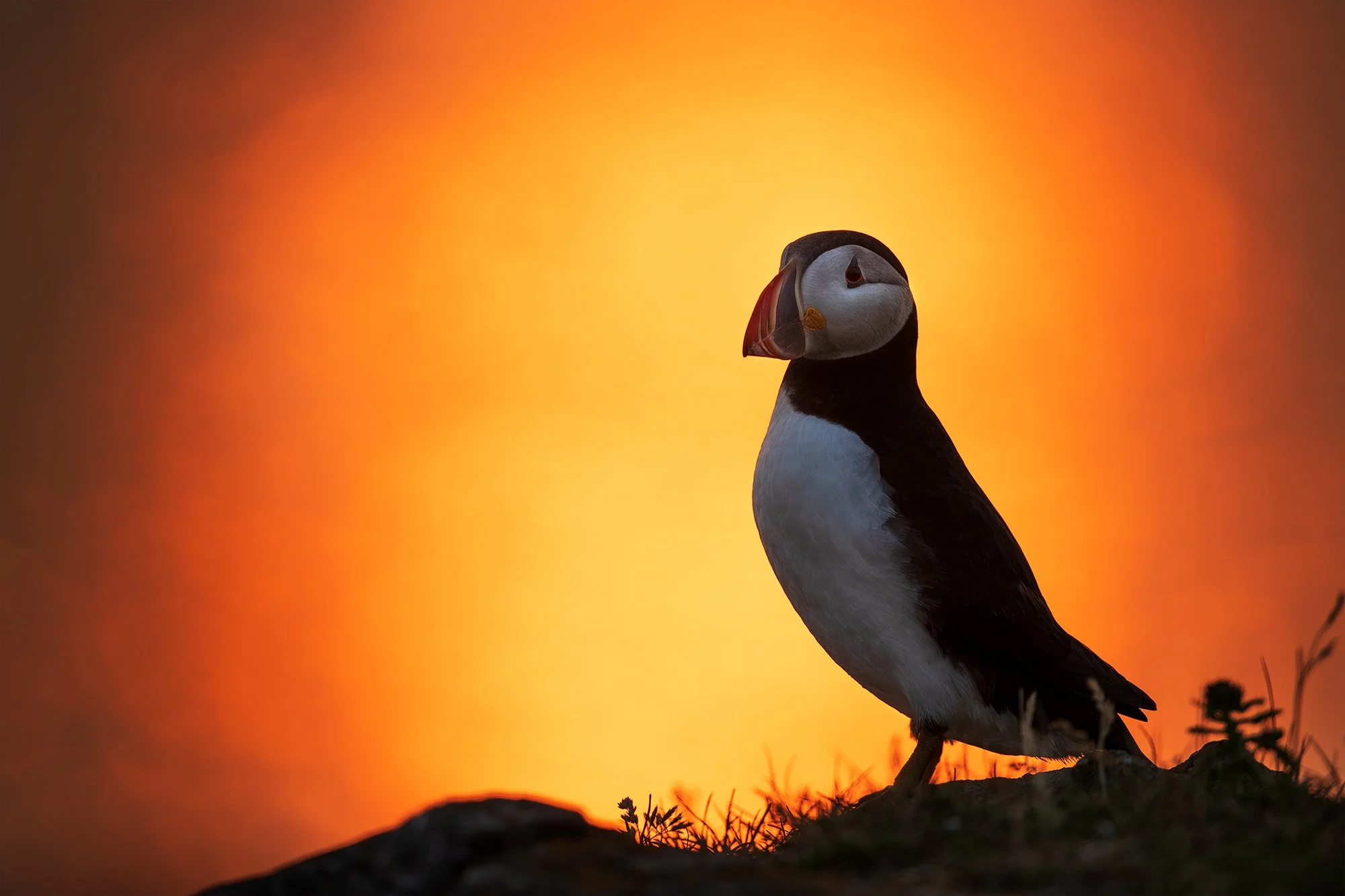 AtlanticPuffinFire.jpg