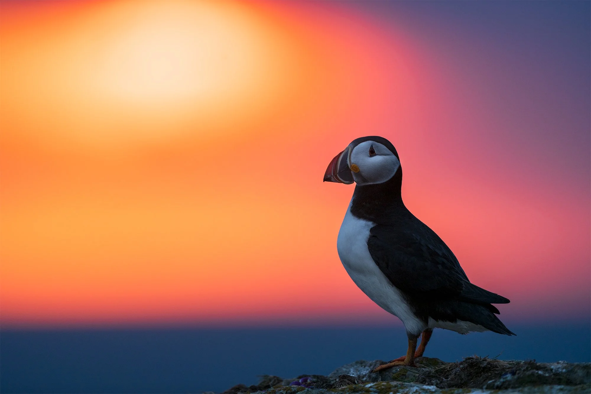 AtlanticPuffin.jpg