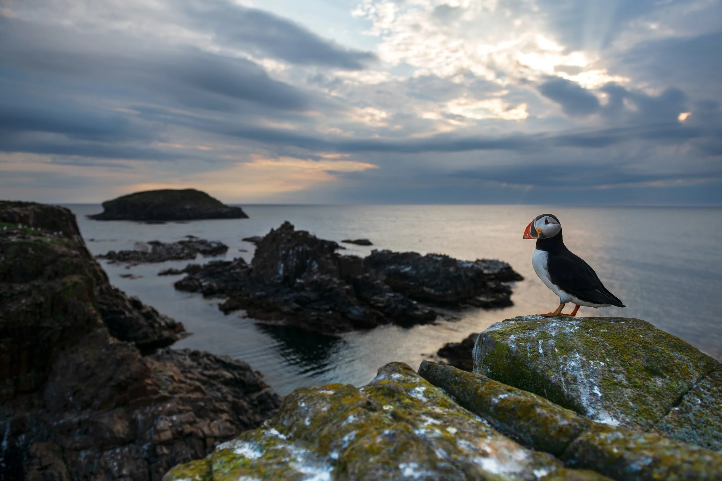 2022_AtlanticPuffin_July_2_Print.jpg