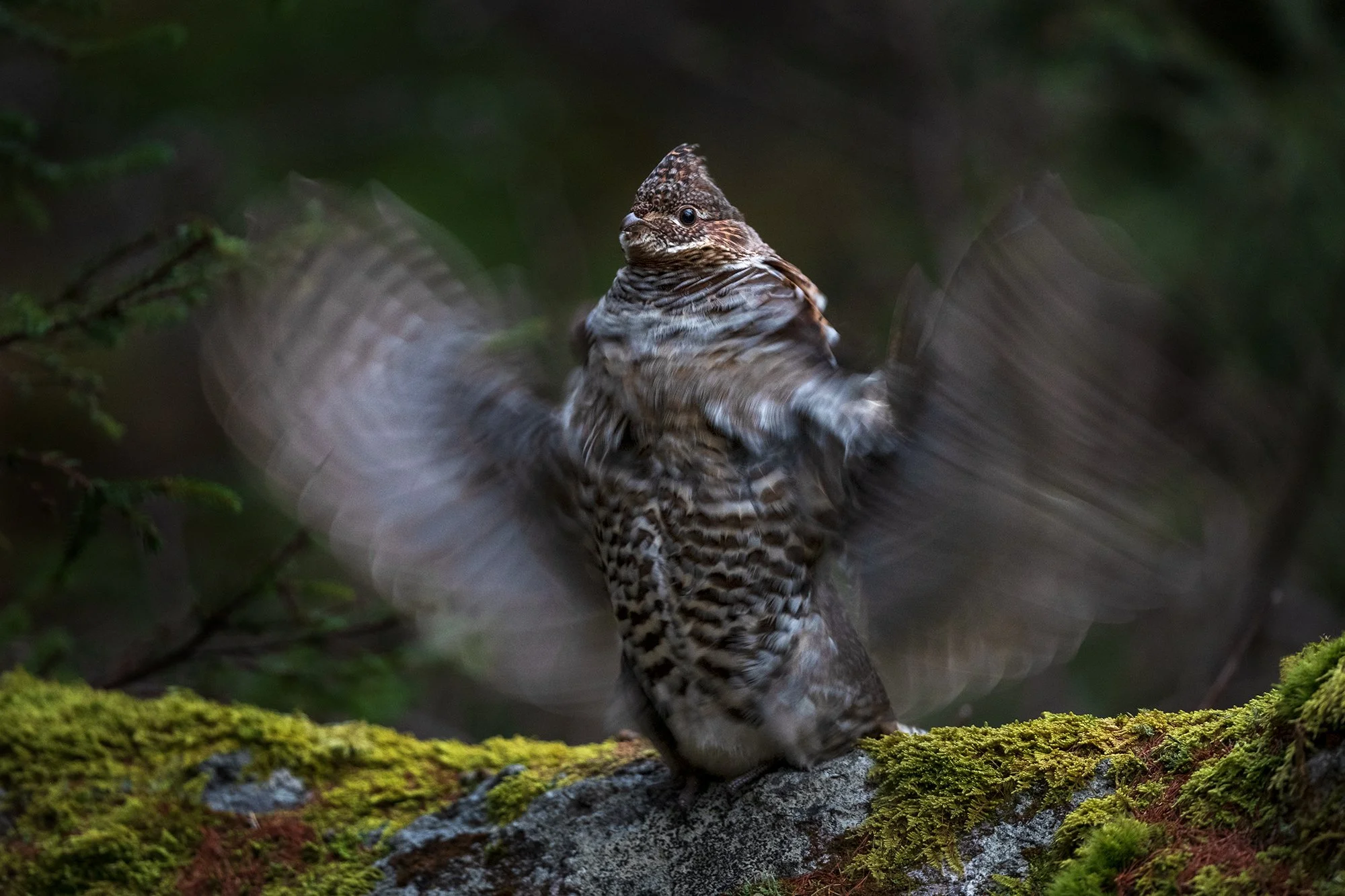 RuffedGrouse.jpg