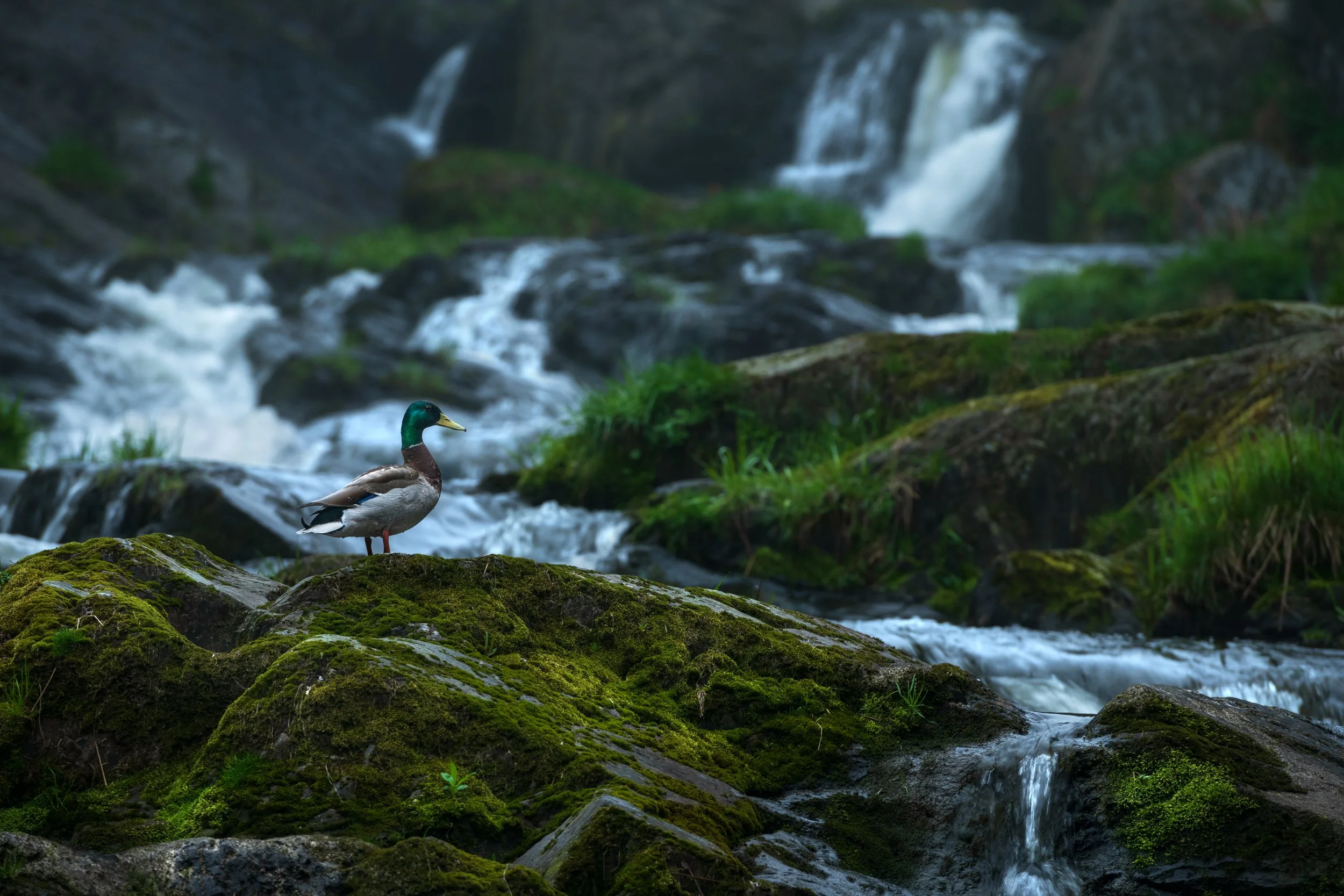 MallardWaterfall.jpg