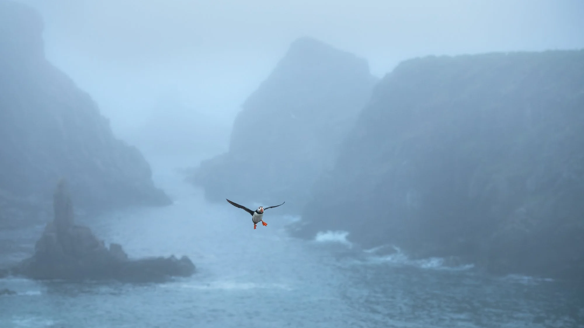 AtlanticPuffin2.jpg