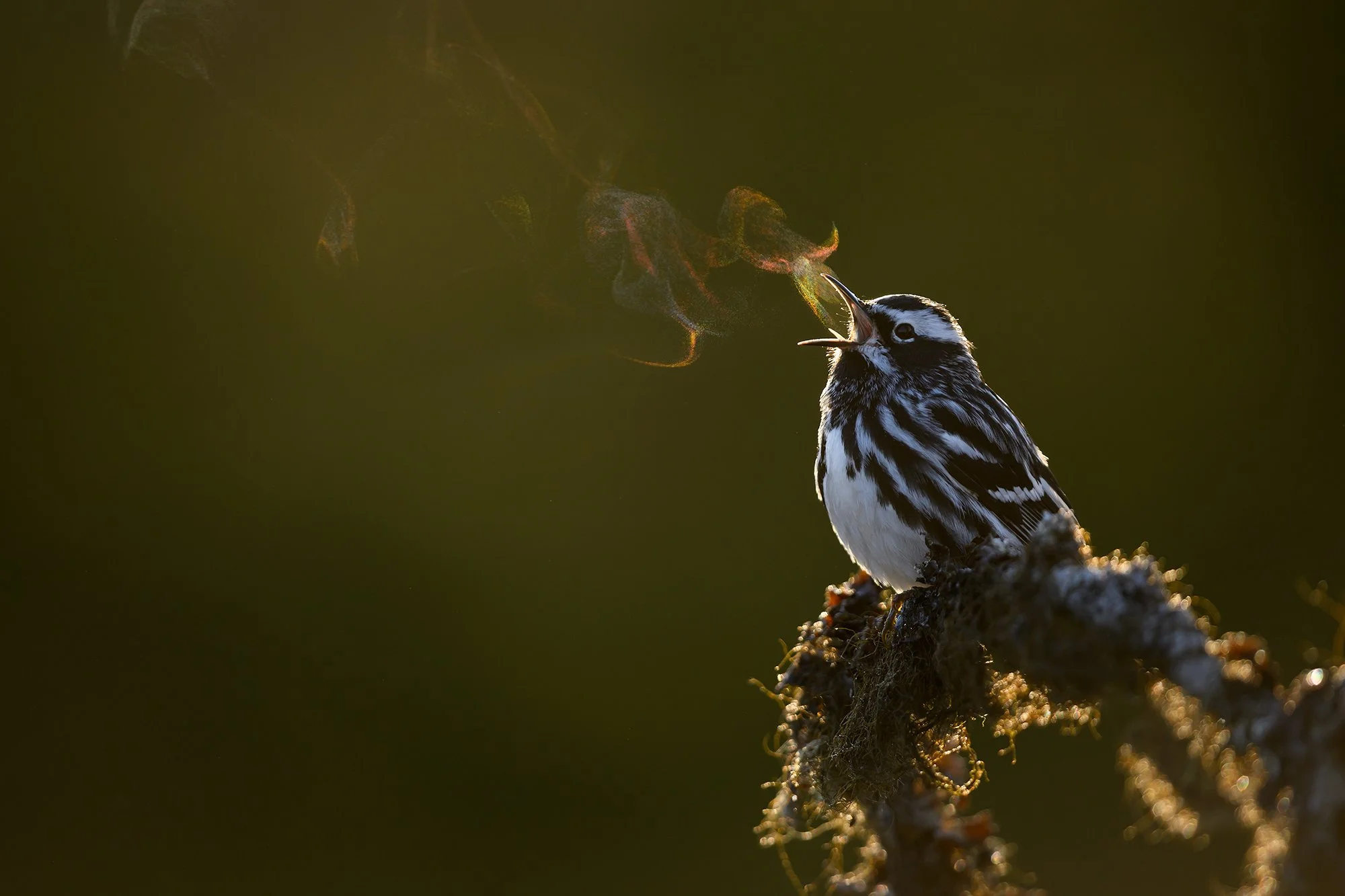BWWarbler.jpg