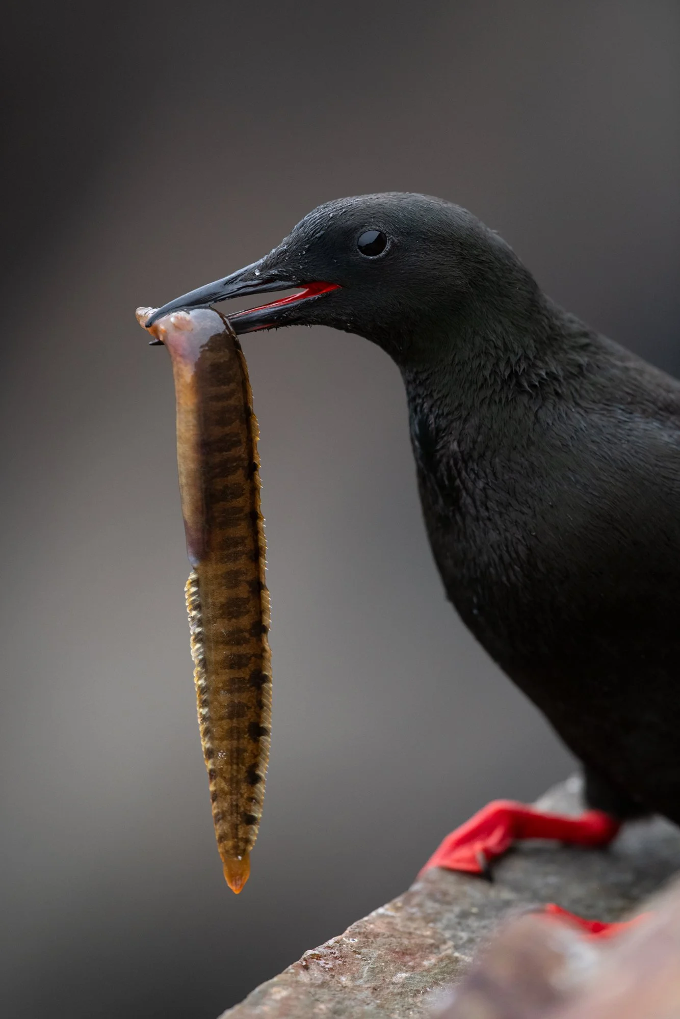 BlackQuillemot.jpg
