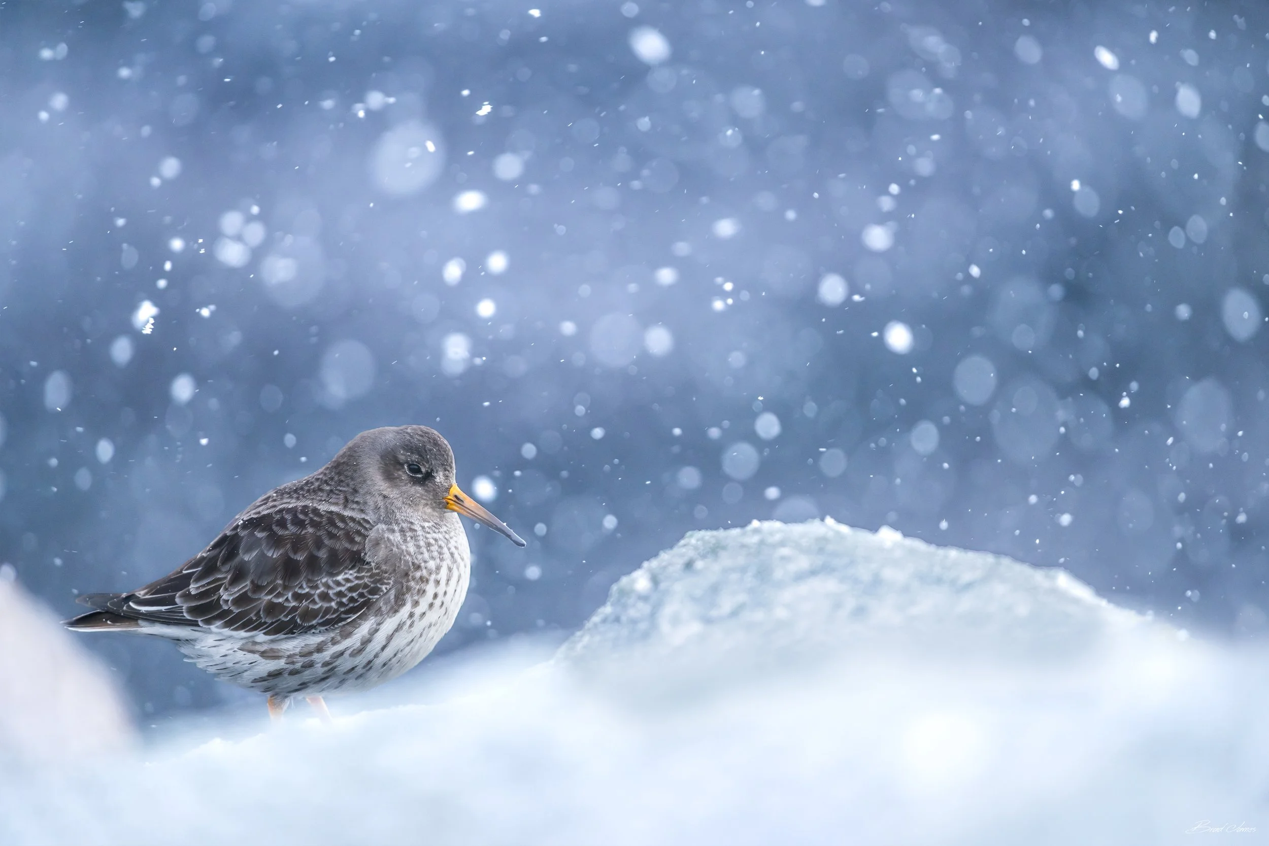 2026_Purple_Sandpiper_Jan_11.jpg