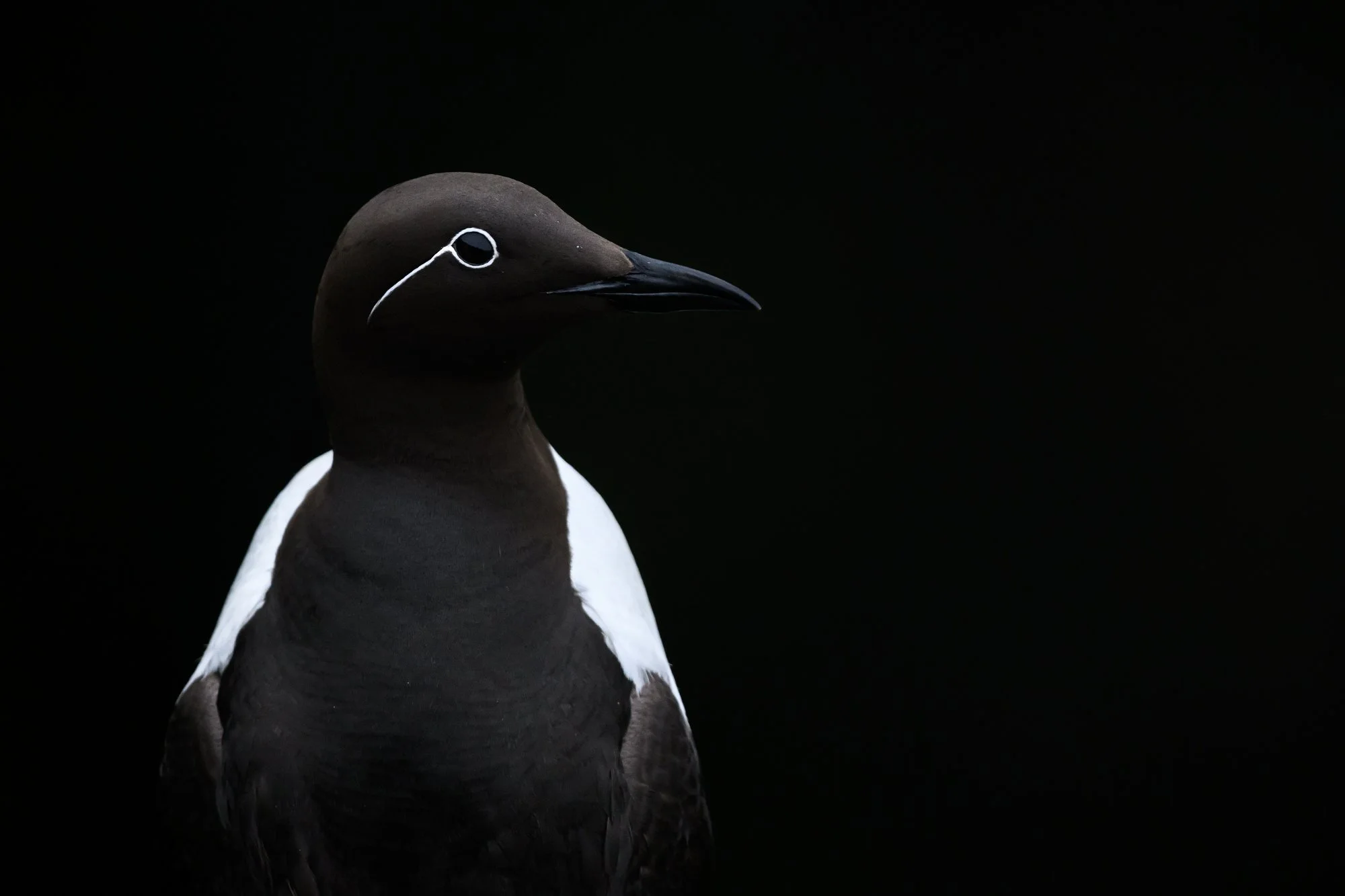 BridledMurre.jpg