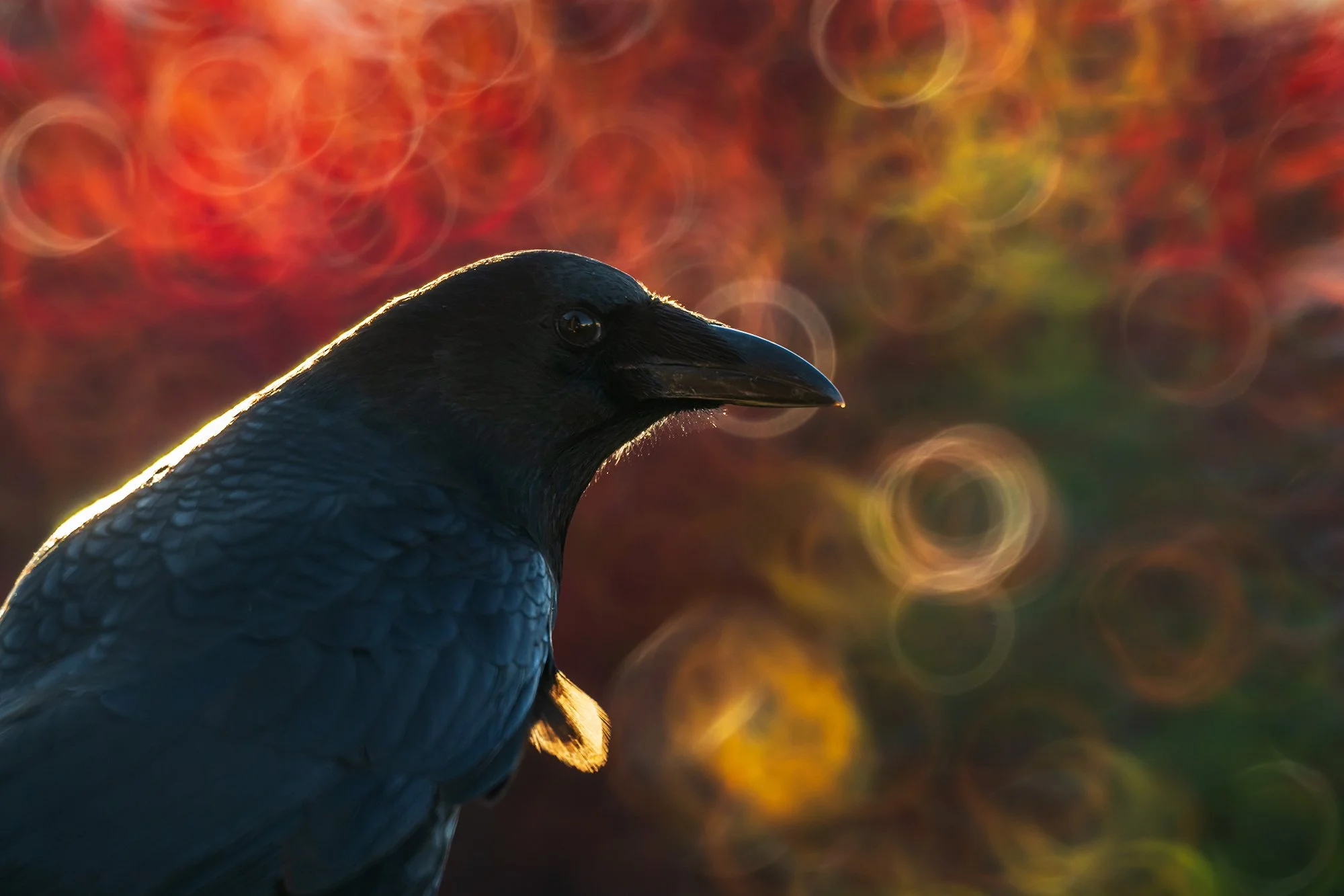 Crow.jpg