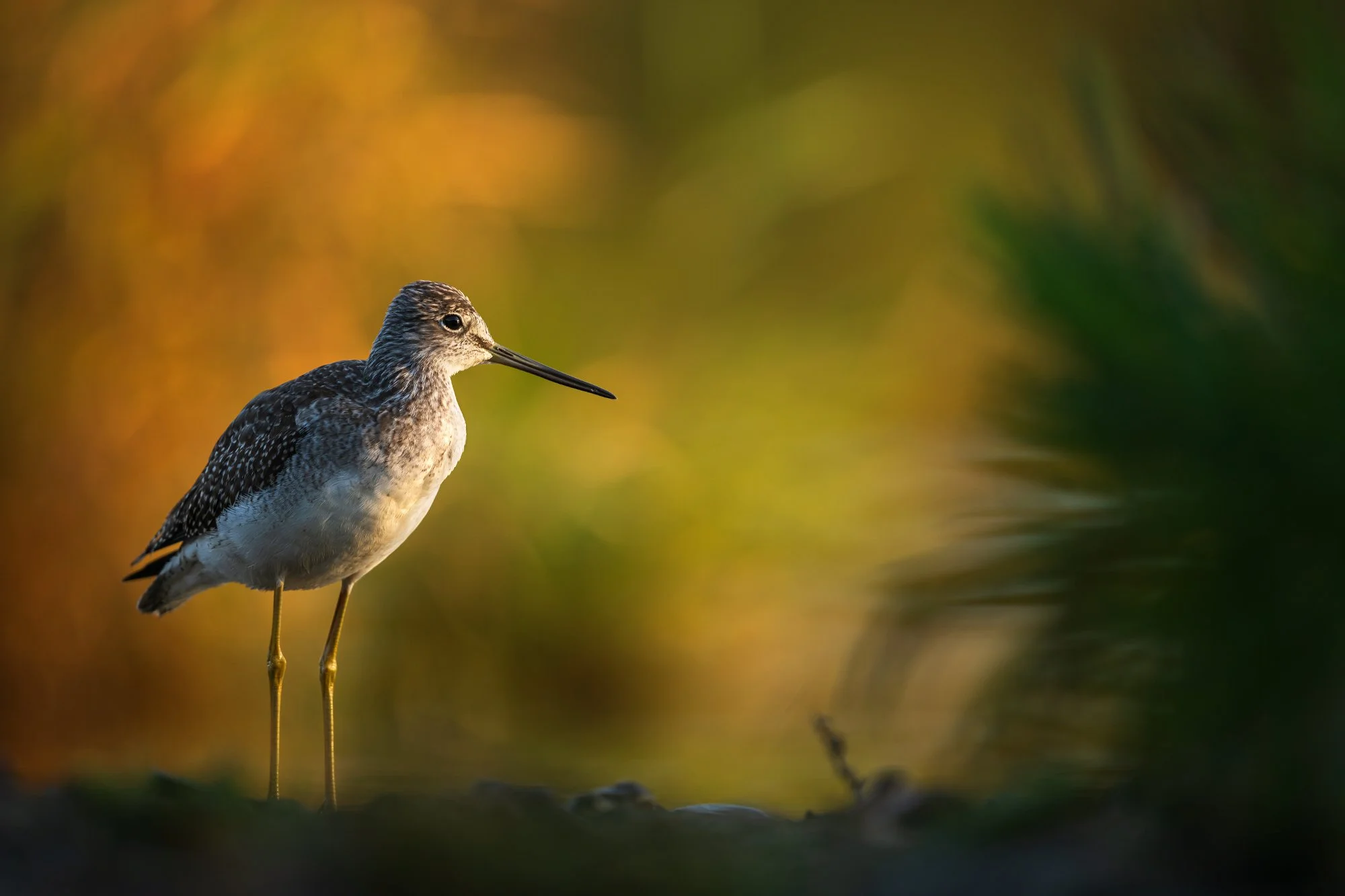 GreaterYellowLegs.jpg