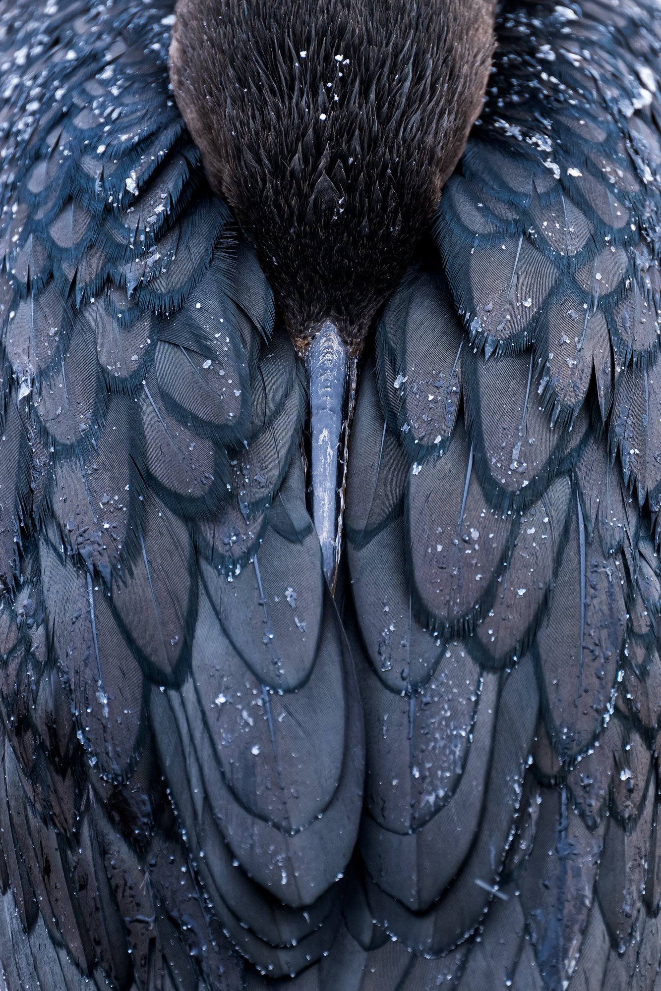 DoubleCrestedCormorant.jpg