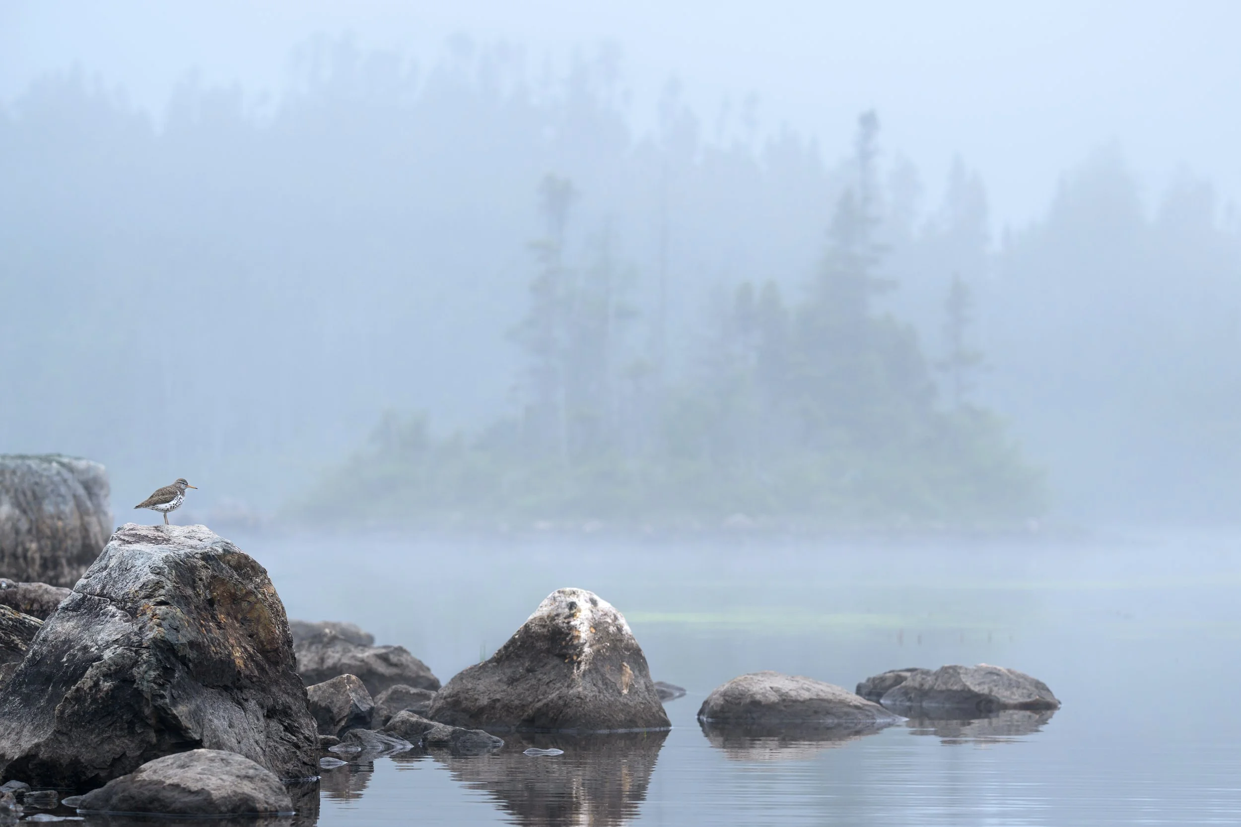 2025_SpottedSandpiper_June_4.jpg