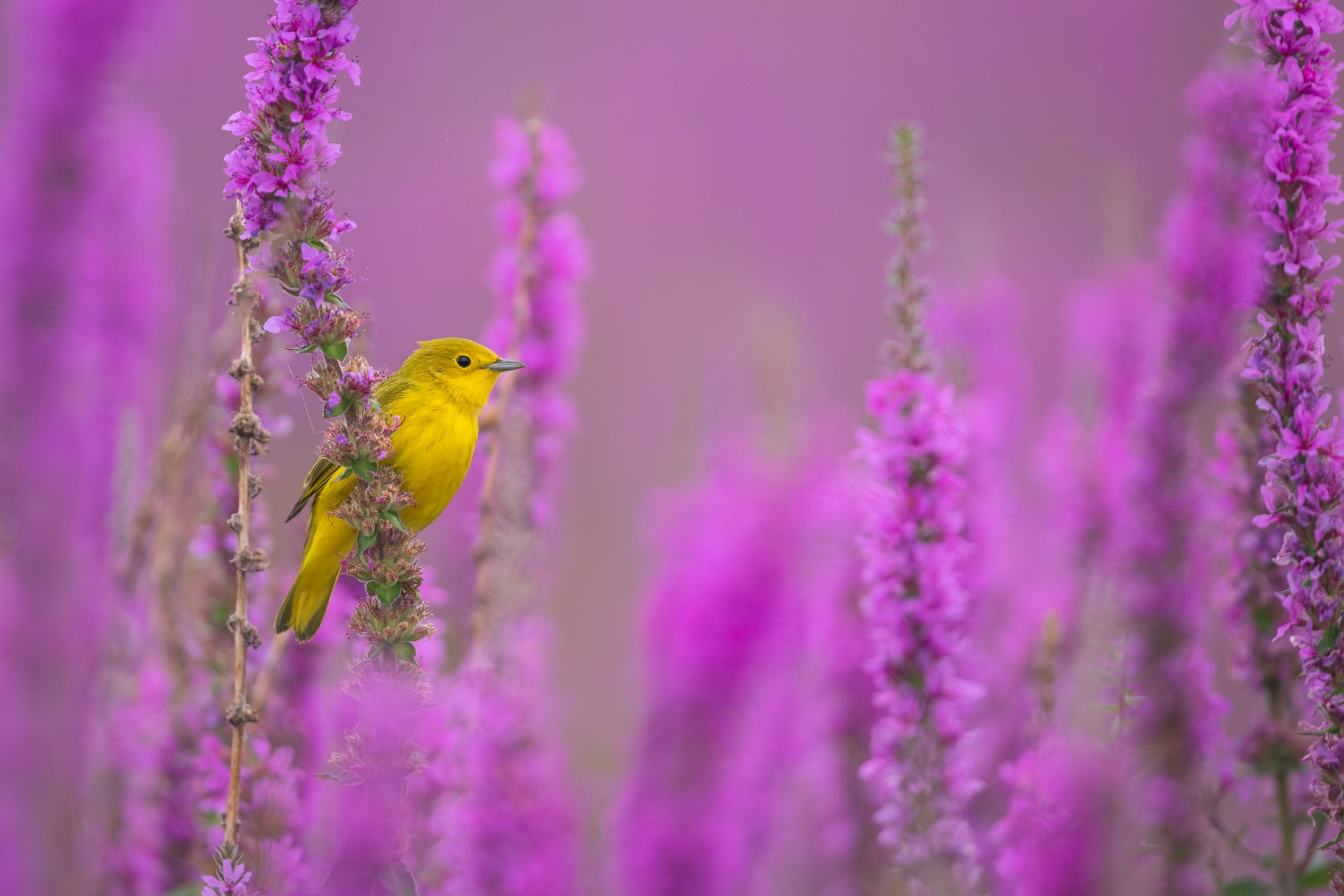 2021_YellowWarbler_Aug_1.jpg