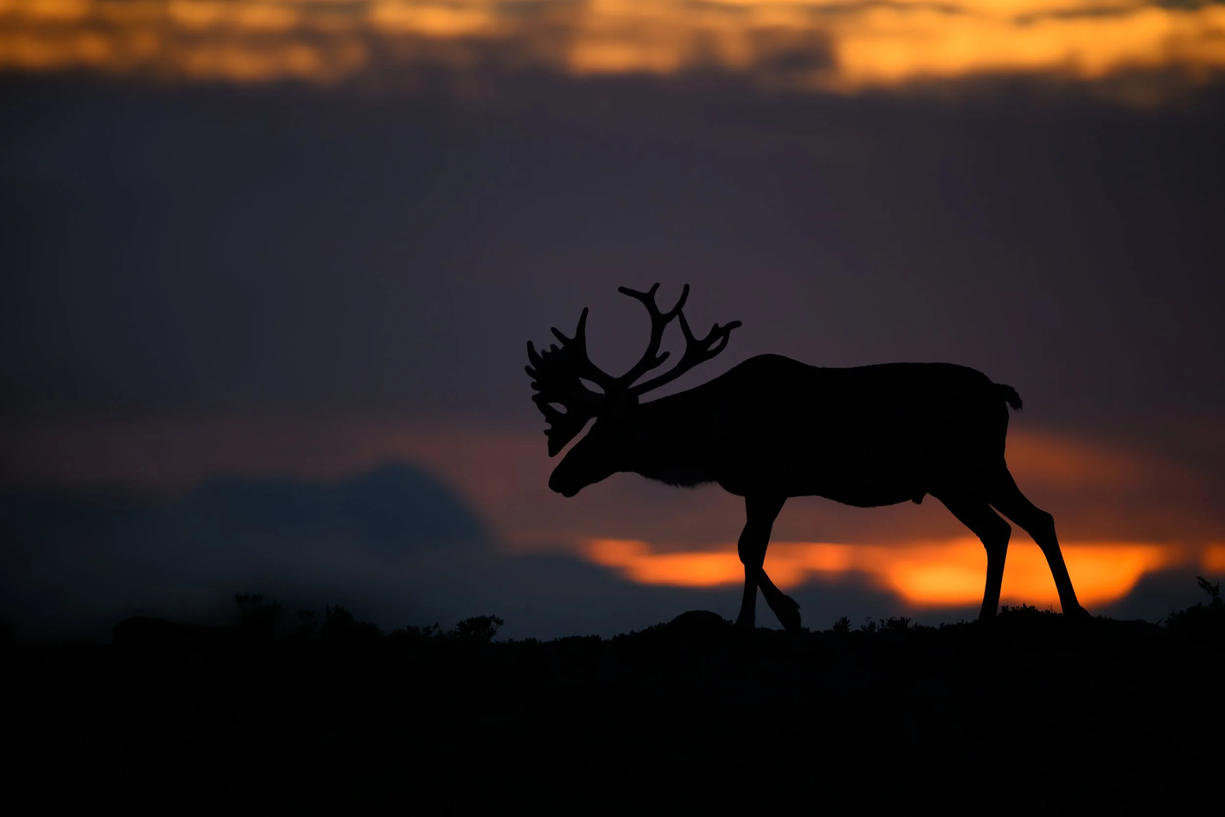 2023_Caribou_Aug_2.jpg