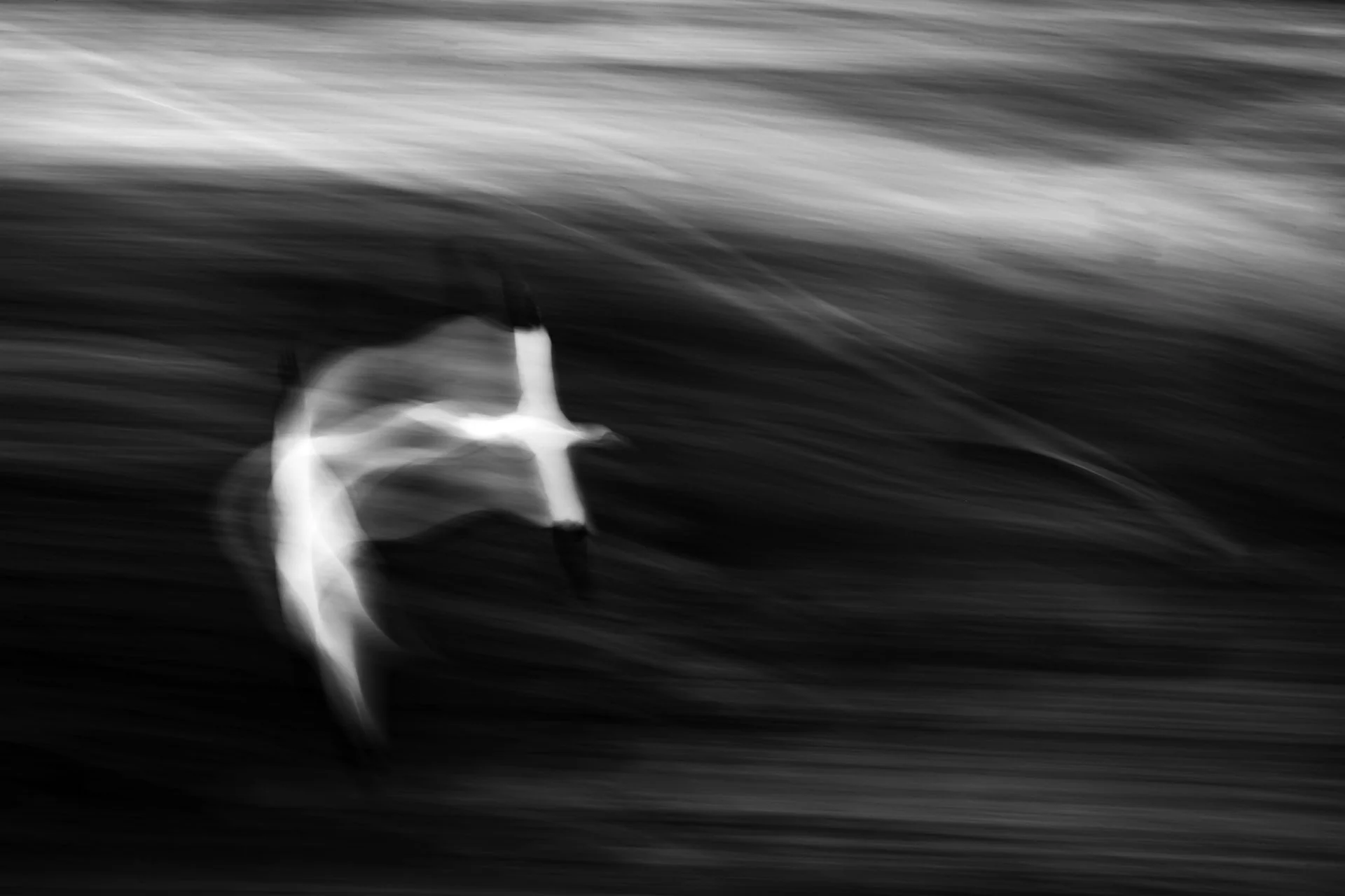 10241-James-Abstracts-Northern Gannet.jpg