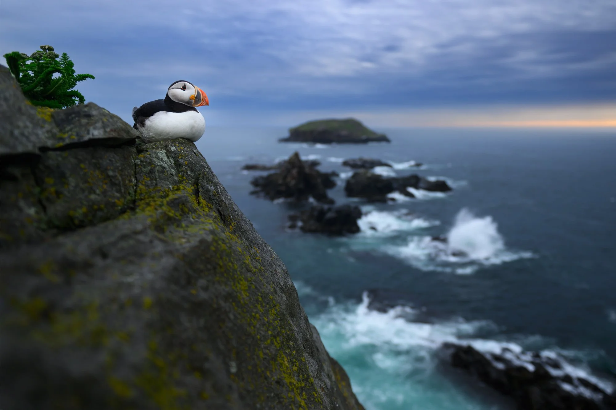 2026_AtlanticPuffin_July_24.jpg