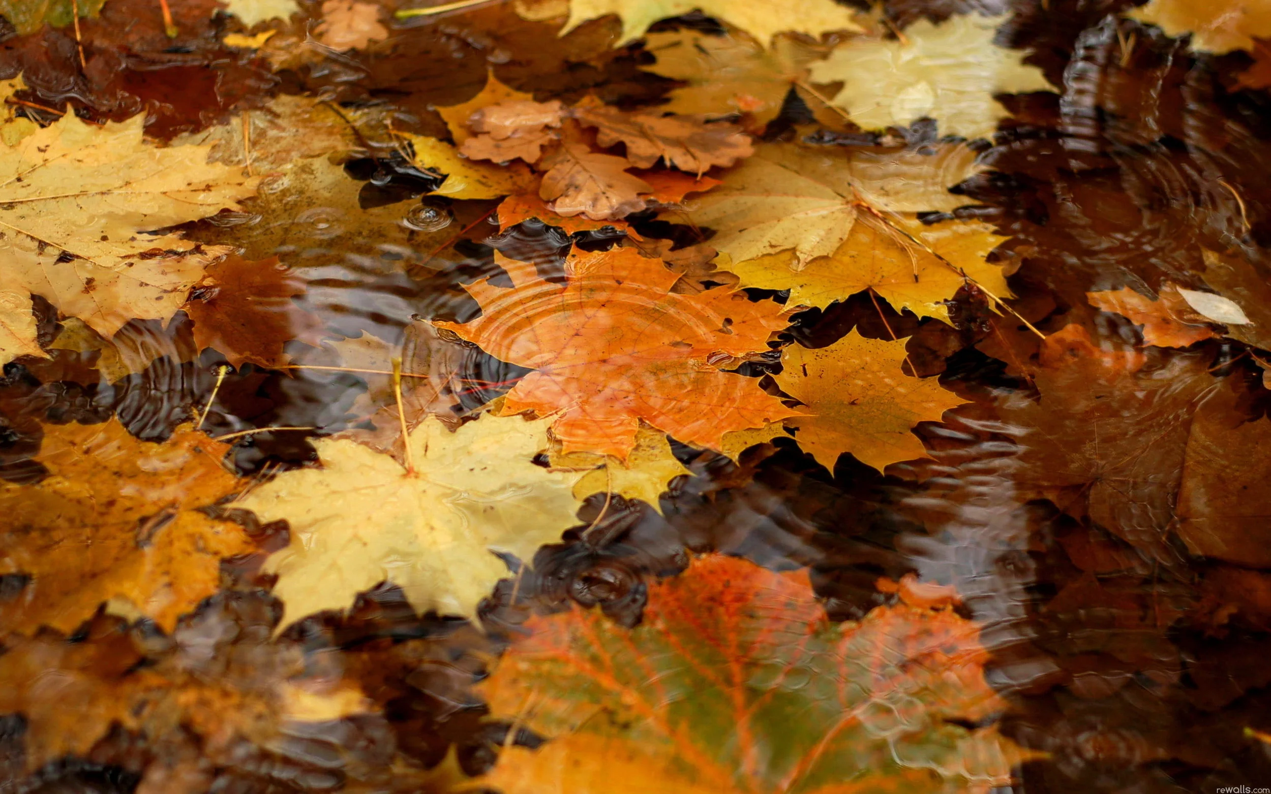 autumn-leaves-16.jpeg