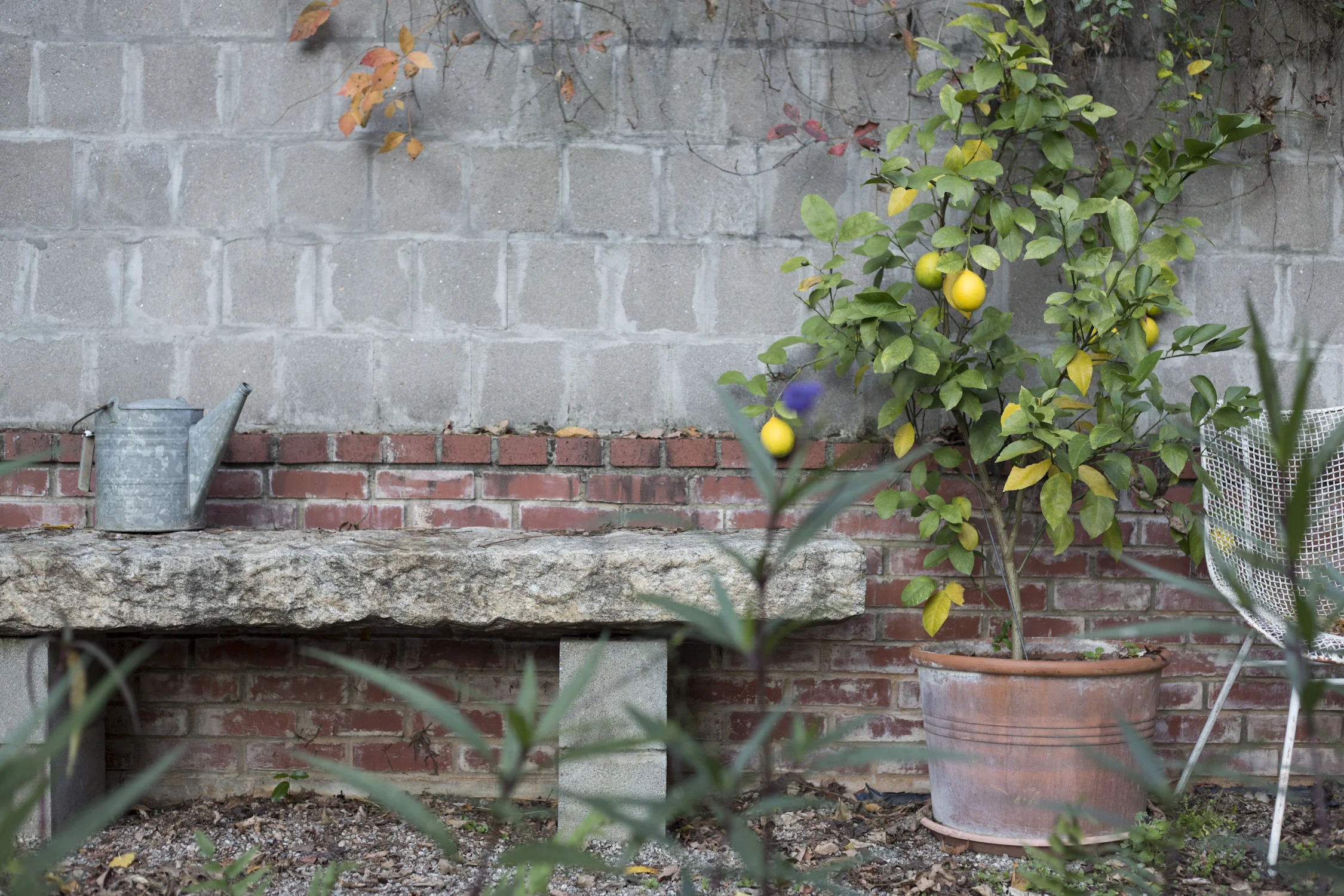 my_fall_garden_for terrain-9193.jpg