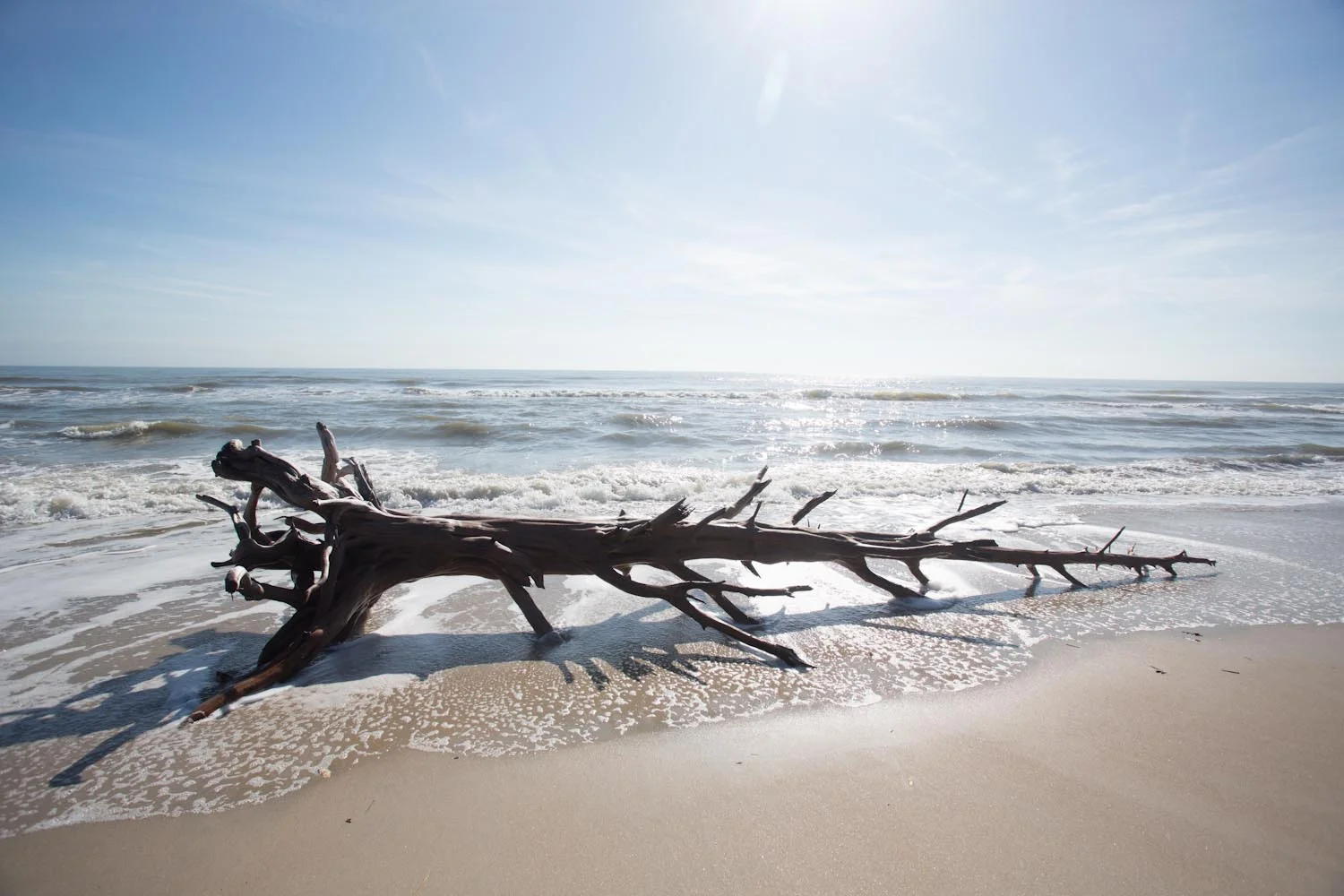 edisto_and_botany_bay-5553.jpg