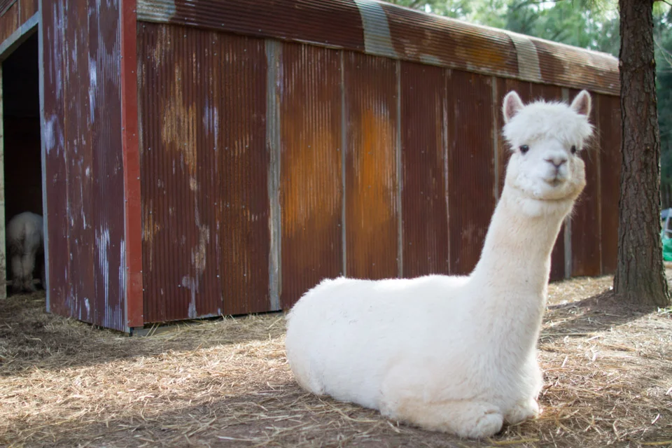 KB_alpacabarn-5570.jpg