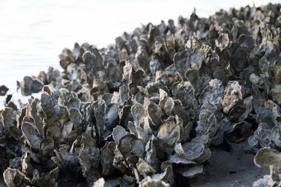 KB_oysters-6400.jpg