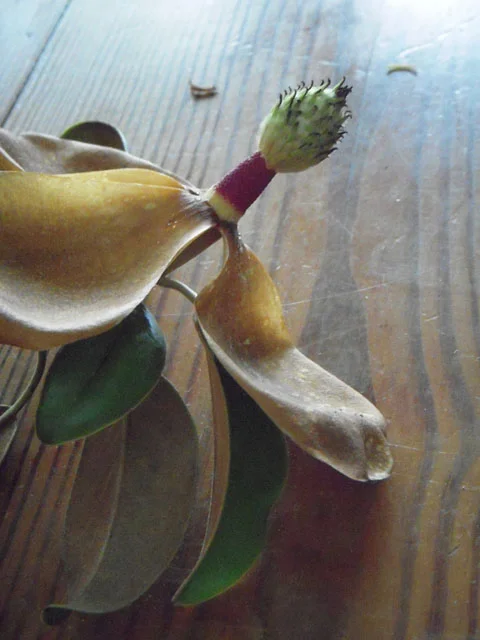 RW-aging_magnolias-7884.jpg