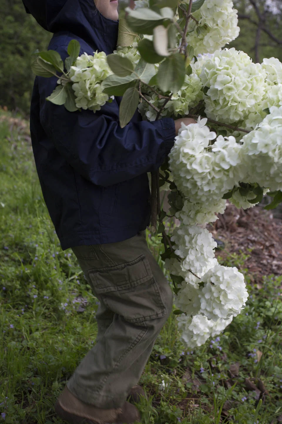 viburnum-4503.jpg