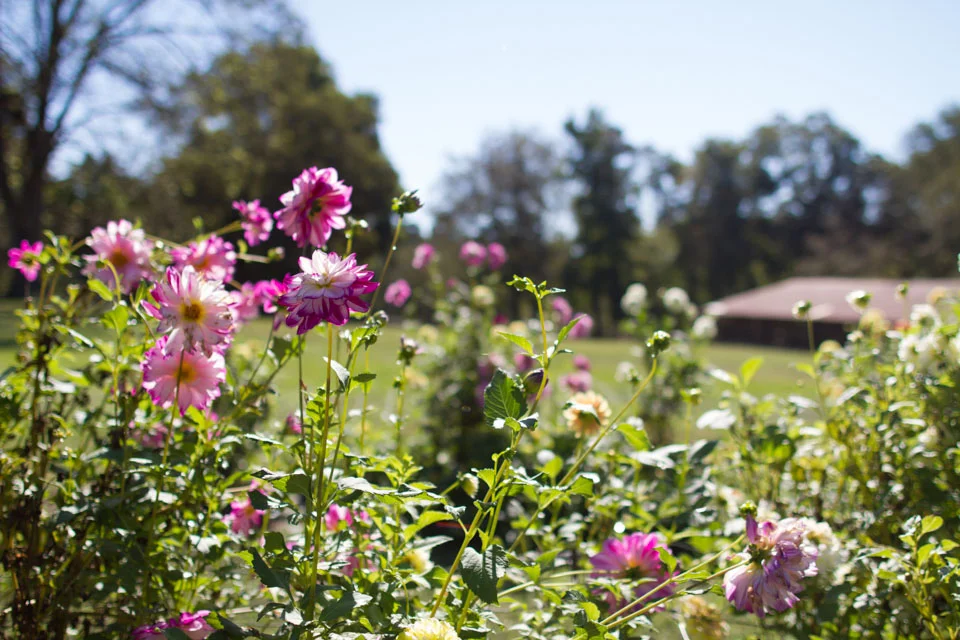 KB_dahliafarm-0843.jpg