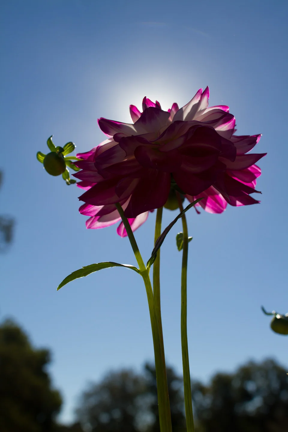 KB_dahliafarm-0838.jpg