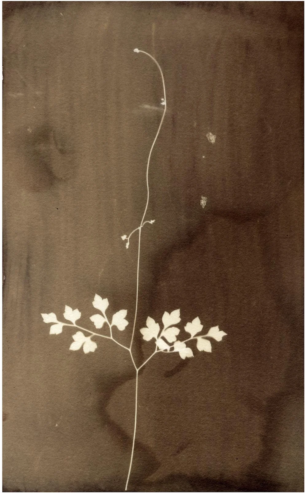 pteris-.jpg