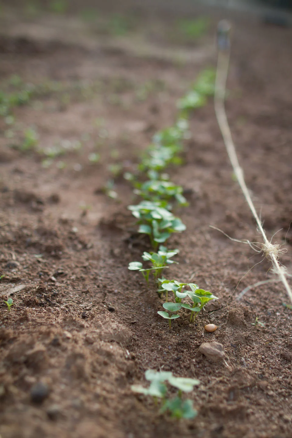 KB_sowing seeds-0242.jpg
