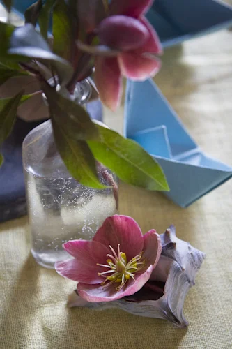 hellebores_seashells_beauty-1446.jpg