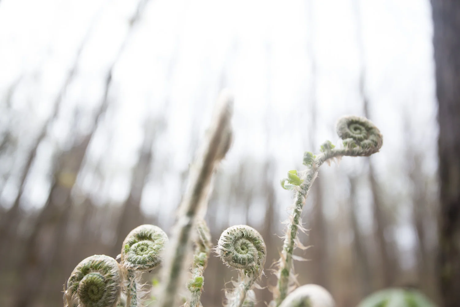 woodland spring-7113.jpg