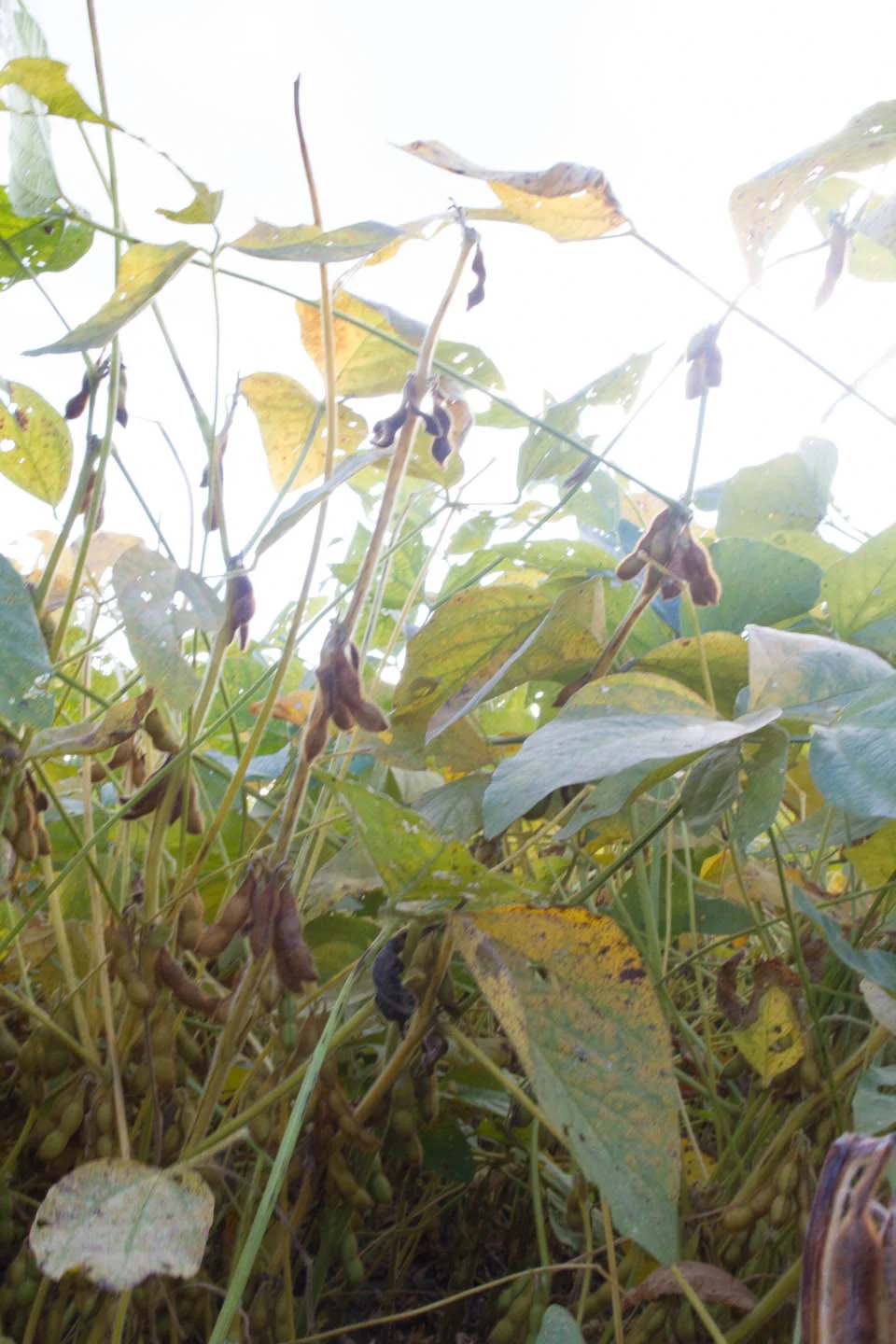 KB_soybeans-1060.jpg