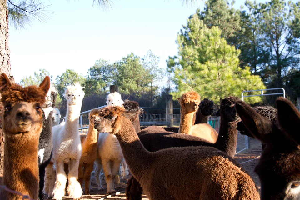 KB_sweetolivefarm-01.20.13-8092.jpg