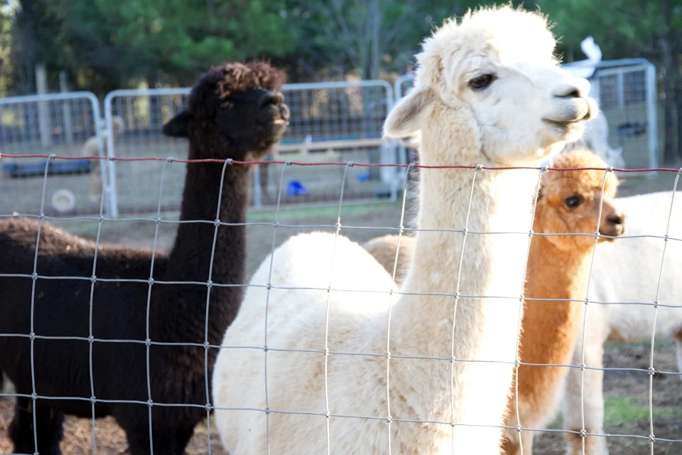 KB_sweetolivefarm-01.20.13-8128.jpg