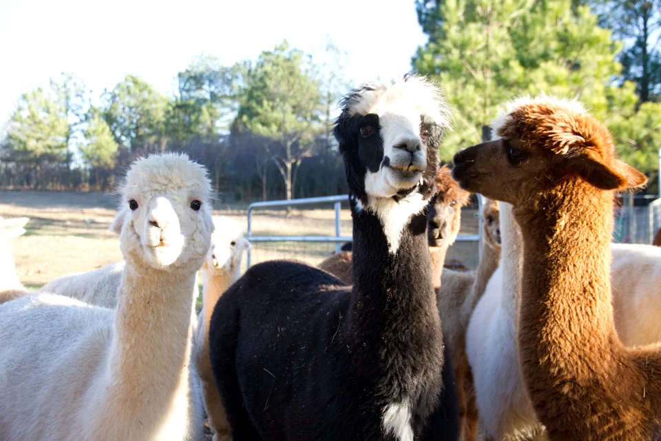 KB_sweetolivefarm-01.20.13-8096.jpg