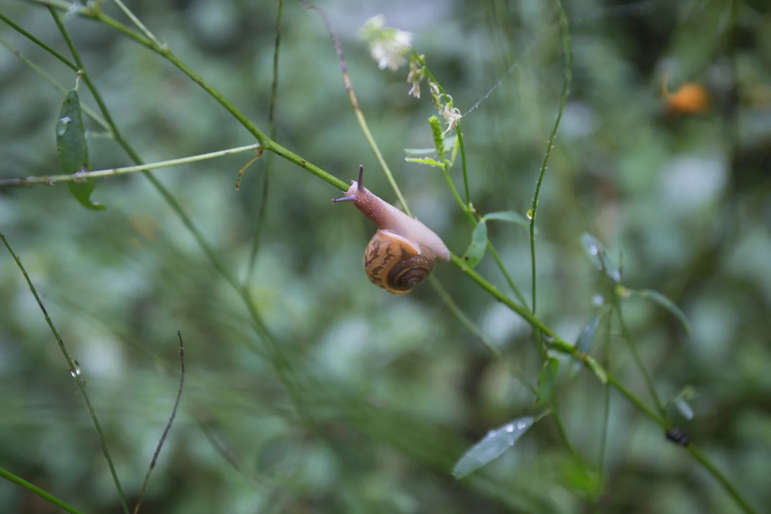 tate_snail-2310.jpg