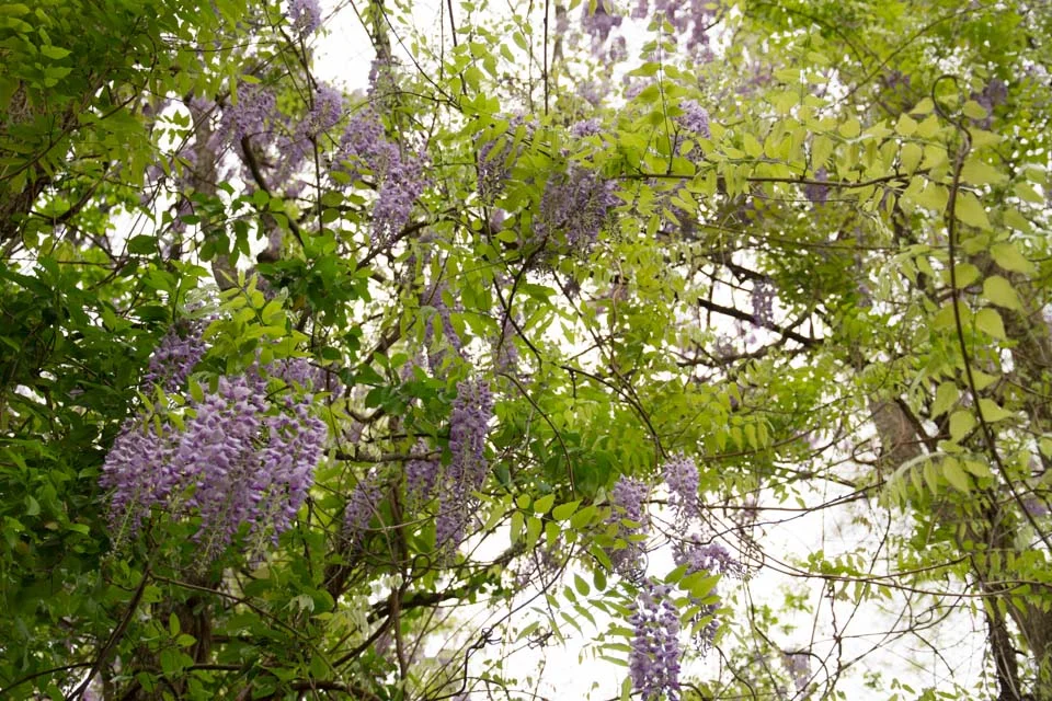 KB_wisteria-6887.jpg