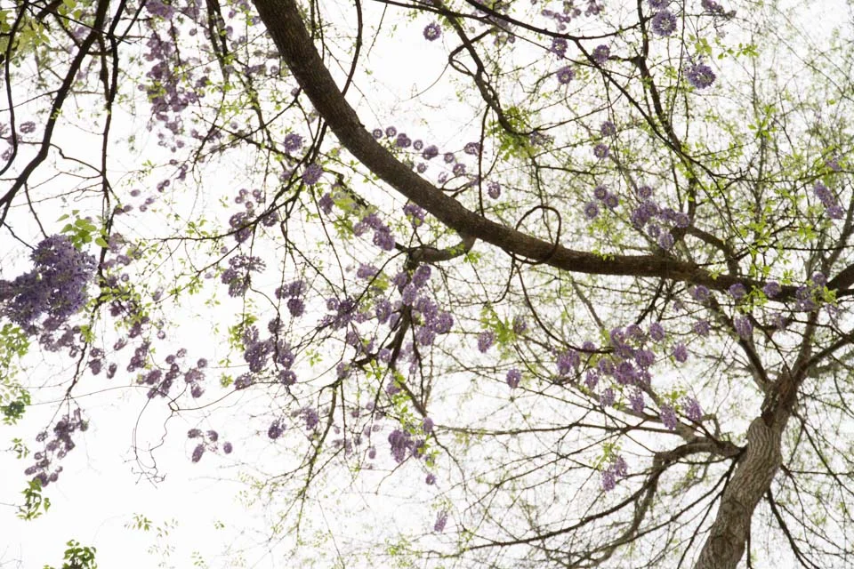 KB_wisteria-6889.jpg