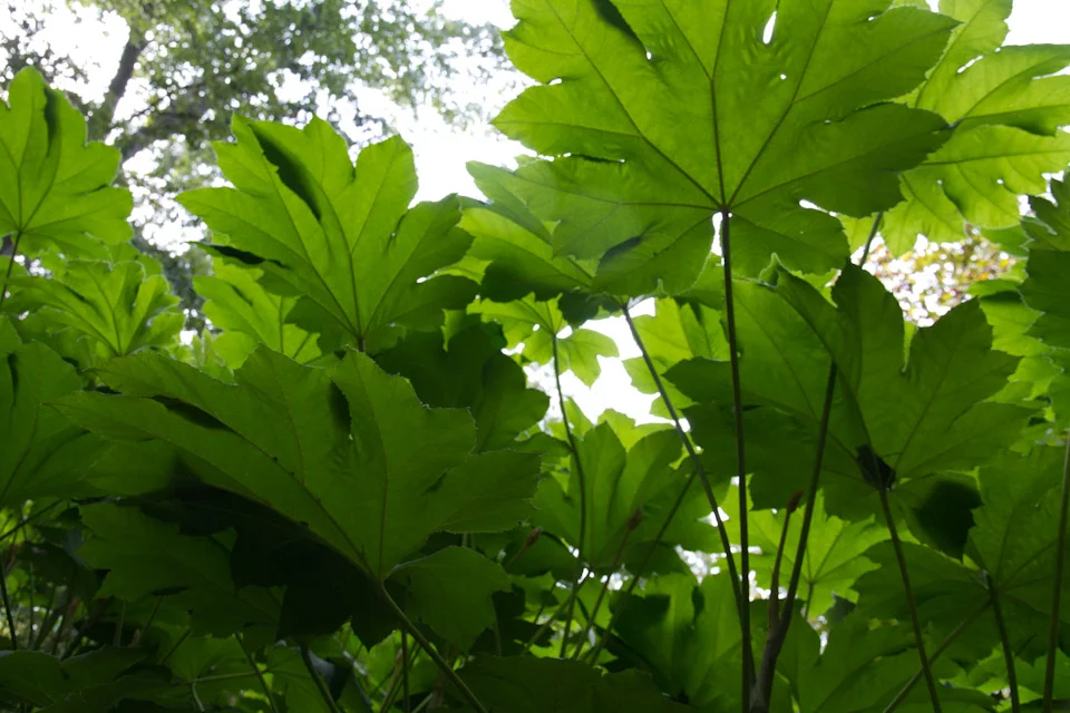 KB_finalblastofgreen-3632.jpg