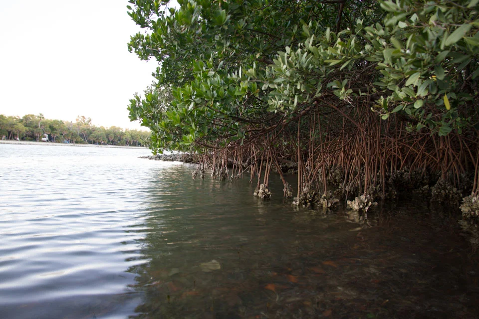 KB_oysters-6407.jpg