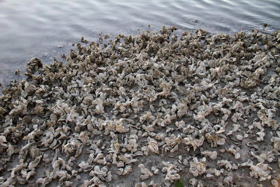 KB_oysters-6398.jpg