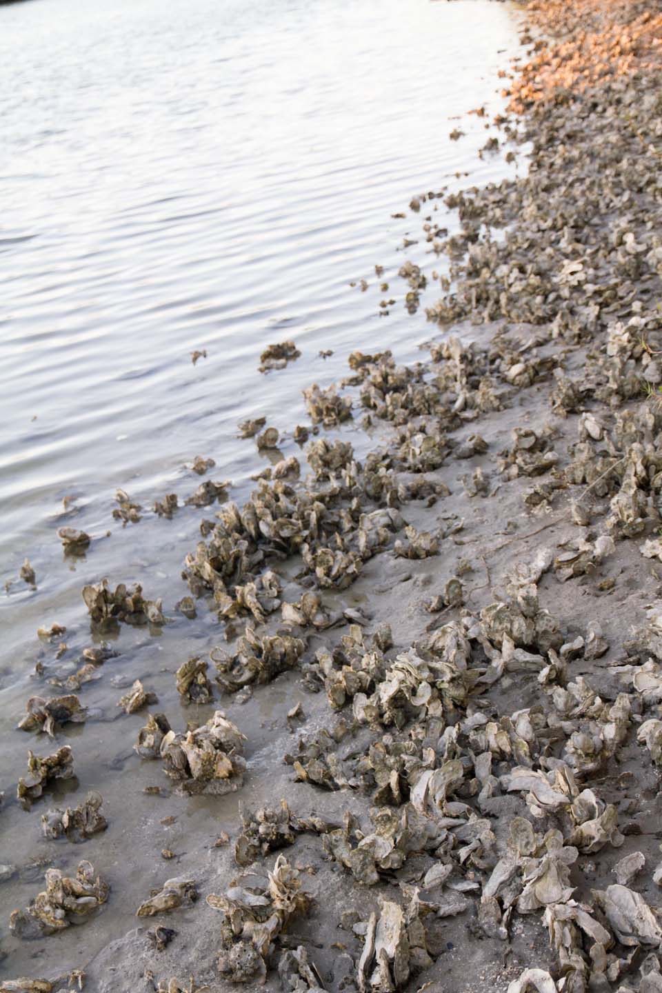 KB_oysters-6396.jpg