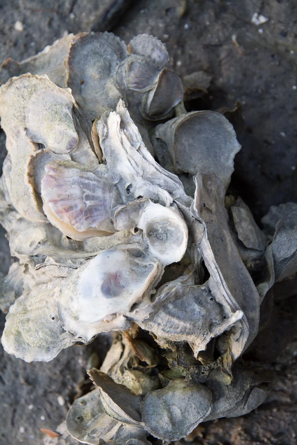 KB_oysters-6399.jpg